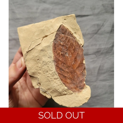 Rare Colorful Fall Leaf Fossil Glendive Montana Paleocene Rare Colorful Fall Leaf Fossil Glendive Montana Paleocene